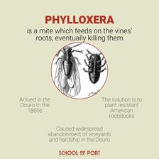 Phylloxera